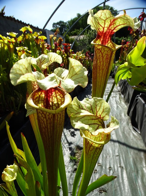 sarracenia PD-X142 -- Wilkerson's white night X Wilkerson's red