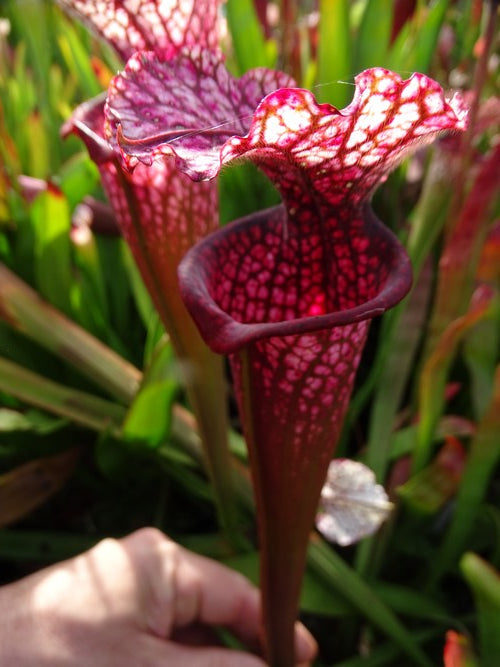 sarracenia PD-X163--Superjutaphil x Wilkerson white knight