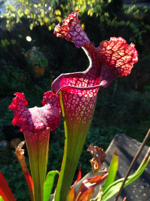 sarracenia PD-X168