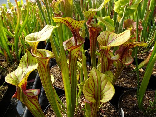 Sarracenia PD-X171 oreophila X Flava