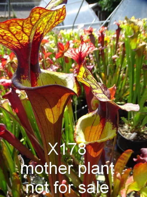sarracenia PD-X178 -- Leah wilkerson X (S. flava var. atropurpurea x S.flava var. rubricorpora)