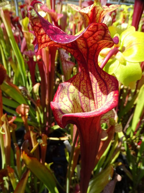 sarracenia PD-X179 -- Wilkerson's red X (S. flava var. atropurpurea x S.flava var. rubricorpora)