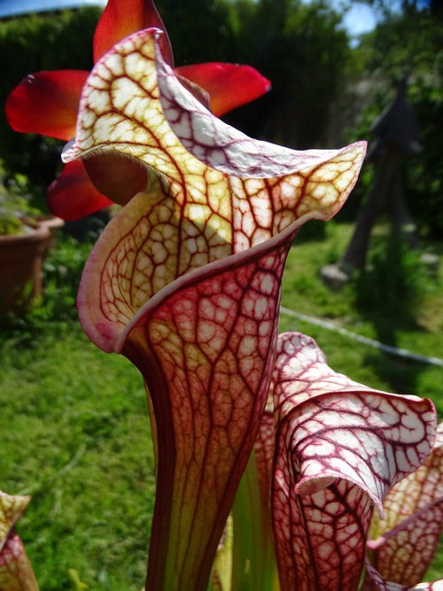 sarracenia PD-X180 -- Bella X OP
