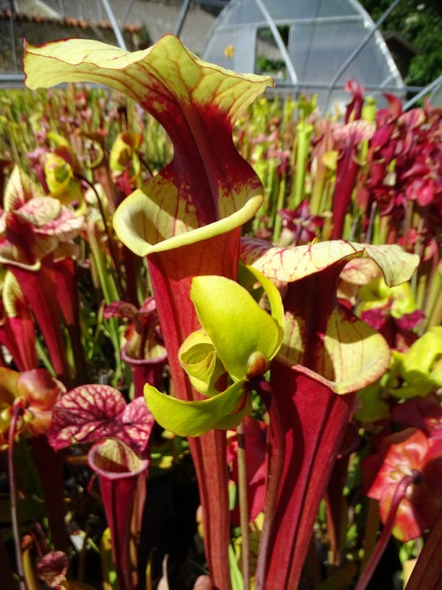 sarracenia PD-X186 -- Leah wilkerson X (S. flava var. atropurpurea x S.flava var. rubricorpora)