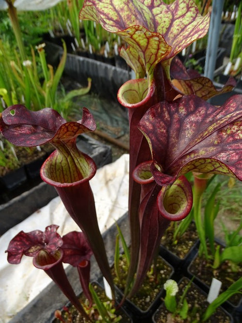 sarracenia PD-X187 -- Leah wilkerson X (S. flava var. atropurpurea x S.flava var. rubricorpora)