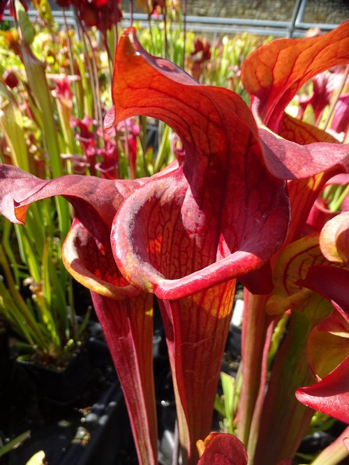 sarracenia PD-X191