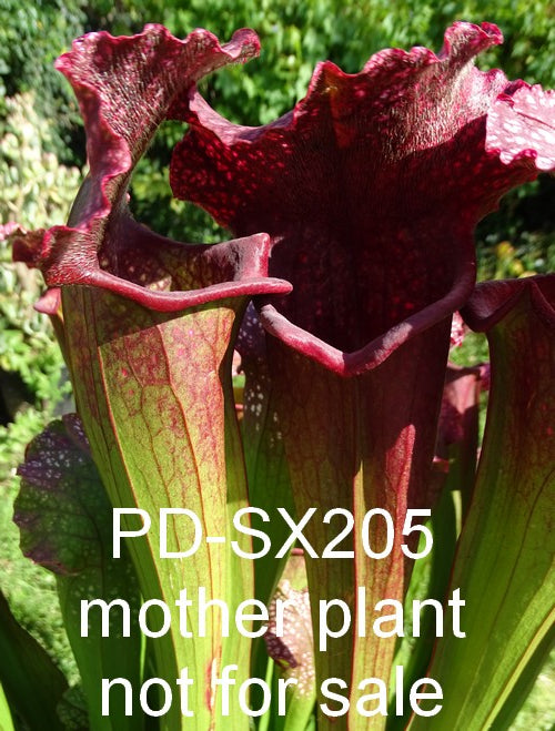 Sarracenia PD-X205