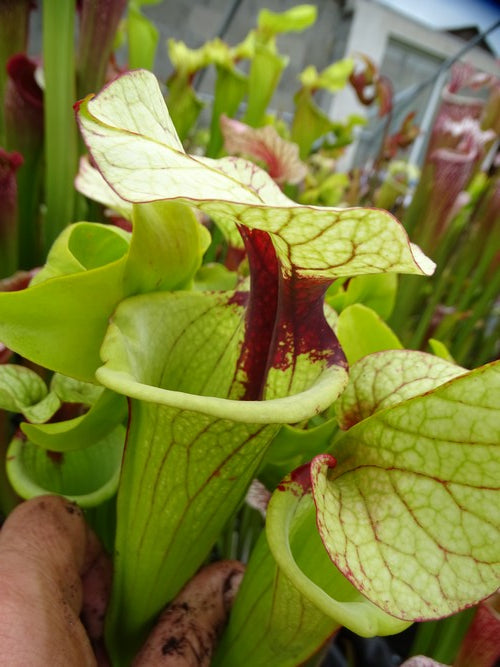 sarracenia PD-X251