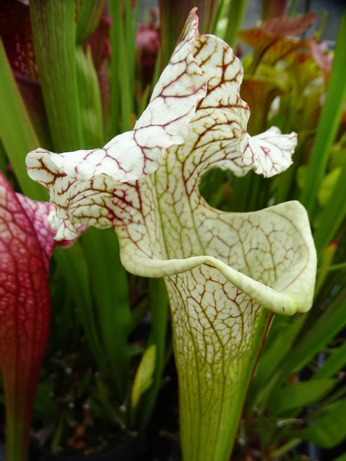 sarracenia PD-X252