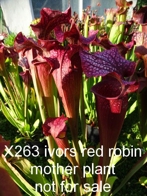 sarracenia 'IVOR'S RED ROBIN'