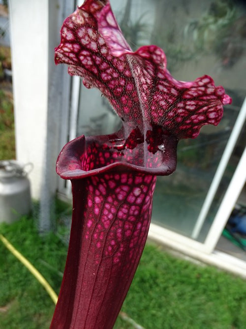 Sarracenia PD-X271 Superjutaphil X Leah wilkerson