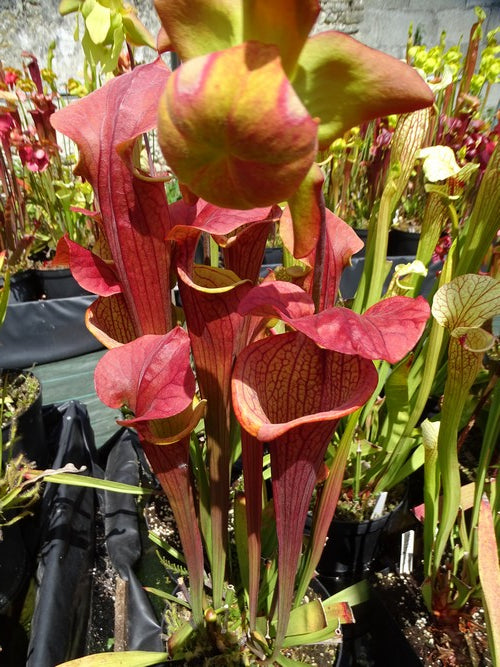 sarracenia PD-X63 'banana moon'