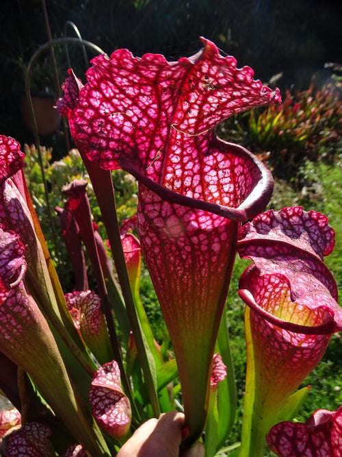 sarracenia PD-X081 Superjutaphil