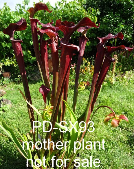 Sarracenia 'moncacahaut'