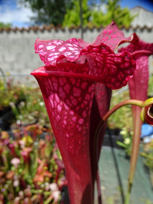 Sarracenia PD-X95