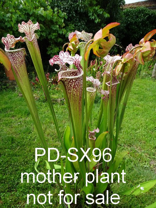 Sarracenia PD-X096 -- Leah wilkerson x leucophylla