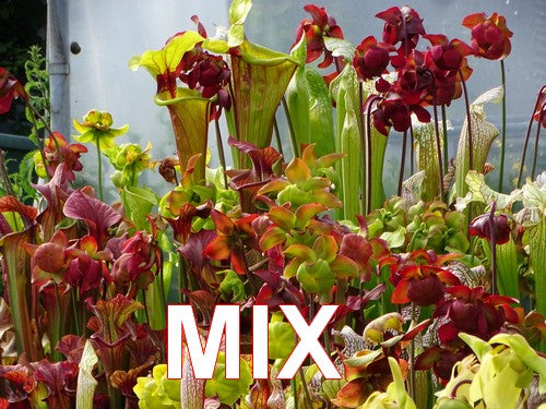 Graines de sarracenia MIX 1000 graines