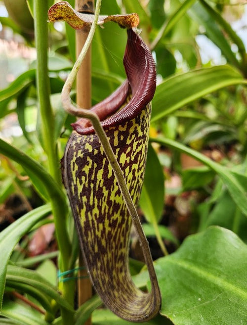 Nepenthes talagensis