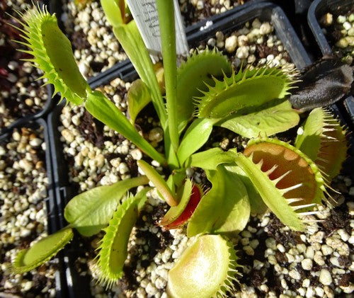 Dionaea muscipula 'Fang'