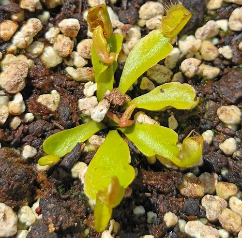 Dionaea muscipula 'fondue'