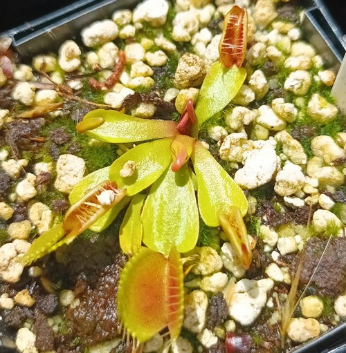 Dionaea muscipula 'fondue'