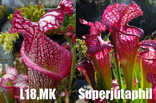 Graines de Leucophylla (L18,MK) X superjutaphil
