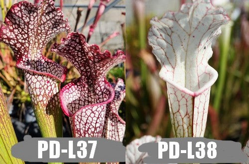 A15: Graines de sarracenias Leucophylla giant X Leucophylla Alba