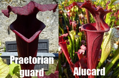 Graines de 'Praetorian guard' X 'Alucard'