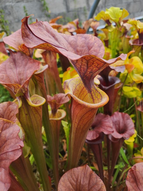 sarracenia Flava var. Atropurpurea (PD-FA02)
