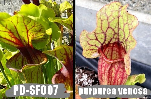 G38: Graines de sarracenias Flava var. ornata X Purpurea sub. venosa