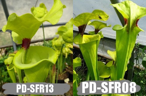 A17: Graines de sarracenias Flava var. rugelii X Flava var. rugelii