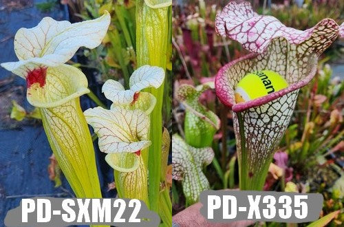 A5: Graines de sarracenias ( flava var. rugelii X leucophylla ) X PD-X335