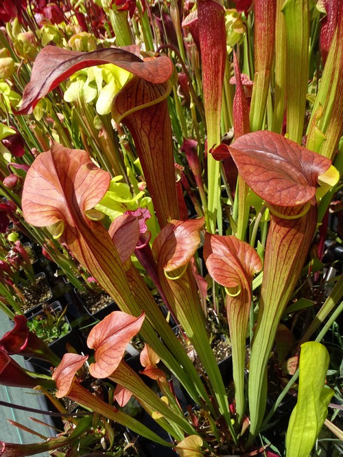 sarracenia  Alata red throat x Flava var. cuprea (F 90 MK)