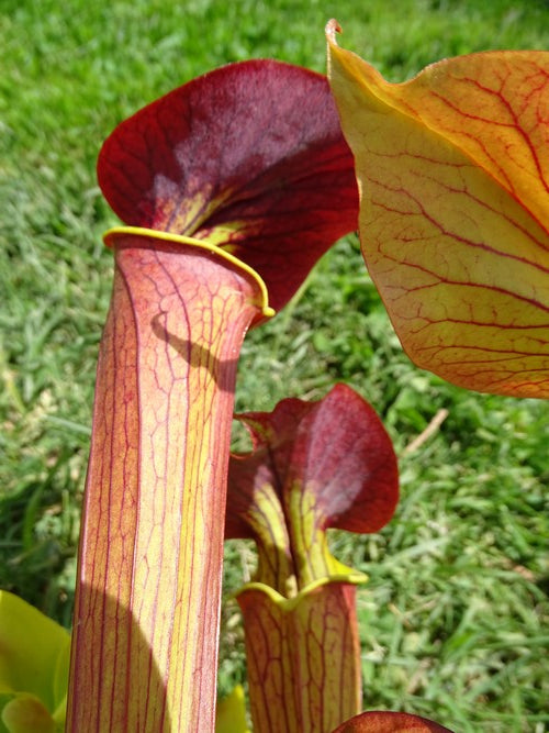 sarracenia  Alata red throat x Flava var. cuprea (F 90 MK)