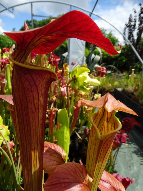 sarracenia  Alata red throat x Flava var. cuprea (F 90 MK)