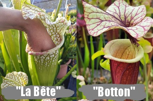 A24: Graines de sarracenias "La Bête" X "Botton"