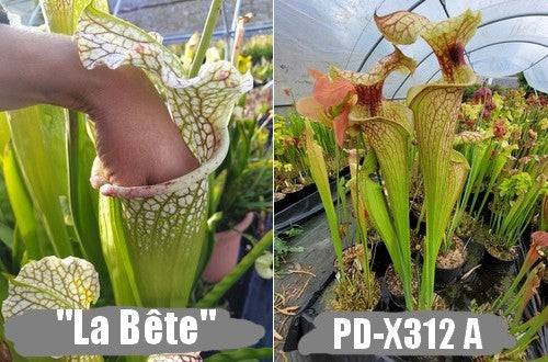 A27: Graines de sarracenias "La Bête" X PD-X312