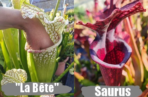 A11: Graines de sarracenias "La Bête" X 'Saurus'