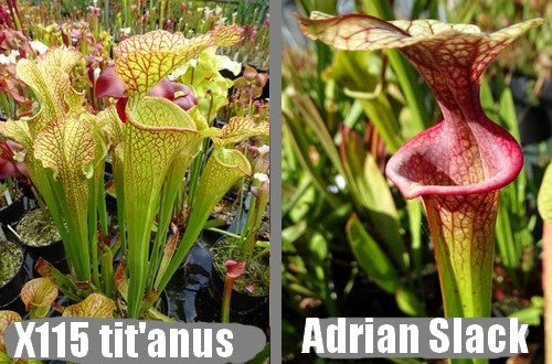 G37: Graines de sarracenias  "Tit'Anus' X 'Adrian slack'