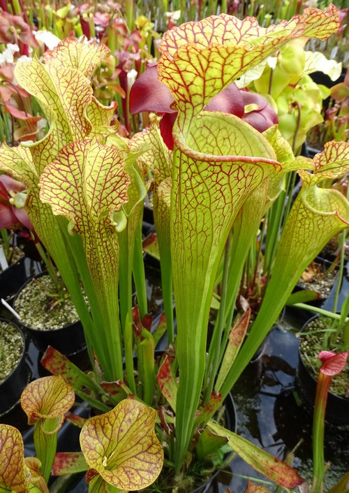 sarracenia PD-X115 "tit'anus'