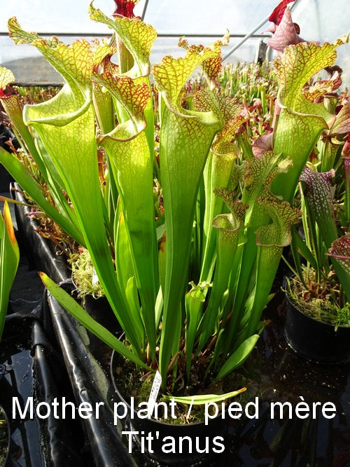 sarracenia PD-X115 "tit'anus'