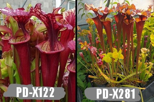 A23: Graines de sarracenias PD-X122 X PD-X281