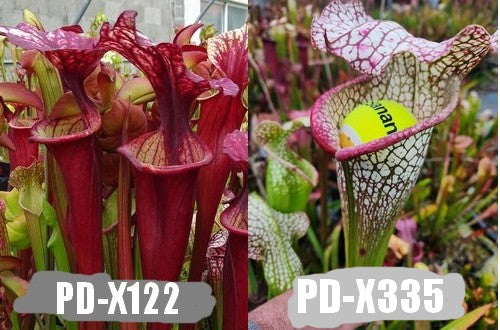 A2: Graines de sarracenias (leah wilkerson X (S. flava var. atropurpurea x S.flava var. rubricorpora)) x (wilkerson white knight X OP))