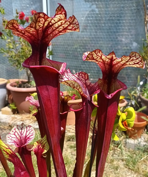 sarracenia PD-X128 -- Leah wilkerson x (atropurpurea X rubricorpora)