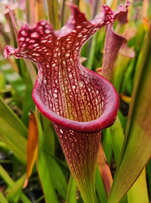 sarracenia Leucophylla X Black sheer PD-X129