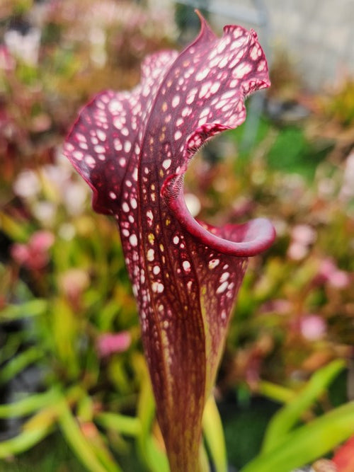 sarracenia Leucophylla X Black sheer PD-X129