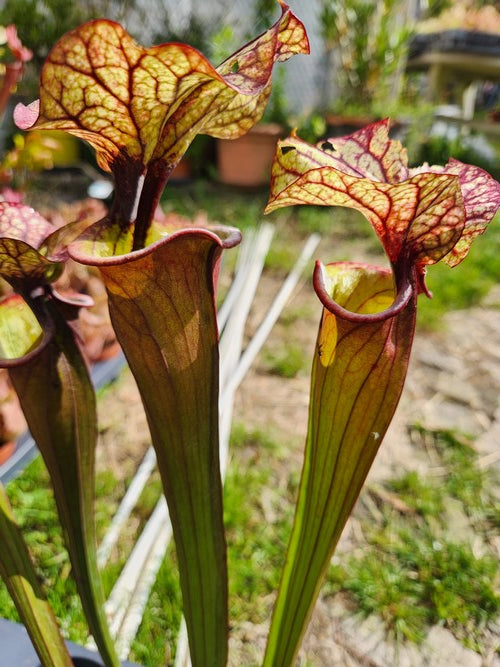 sarracenia leah wilkerson X PD-SFX08 (S. flava var. atropurpurea x S.flava var. rubricorpora)