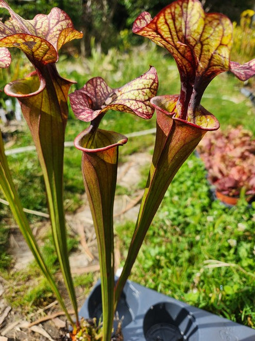 sarracenia leah wilkerson X PD-SFX08 (S. flava var. atropurpurea x S.flava var. rubricorpora)