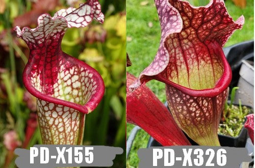 A8: Graines de sarracenias PD-X155 X "Belle de Saint-jean"