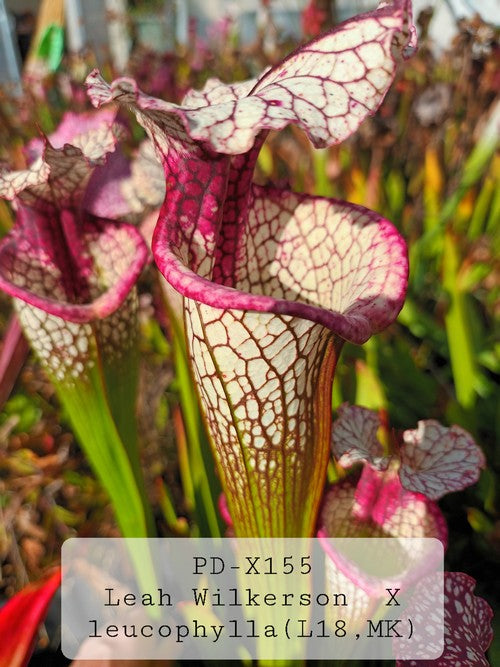 Sarracenia  PD-X155 Leah wilkerson X leucophylla